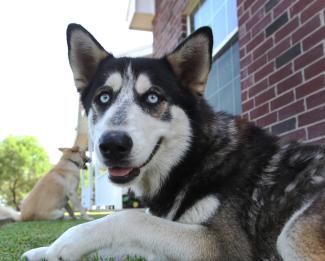 Balto, the 10 millionth pet