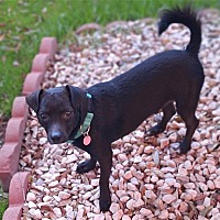 adopt-pet