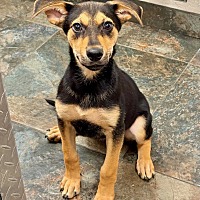 adopt-pet