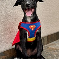 adopt-pet
