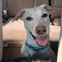 adopt-pet