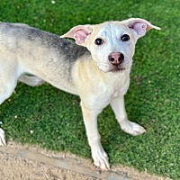 adopt-pet