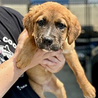 adopt-pet