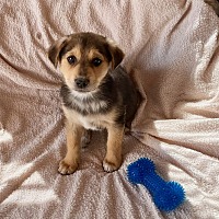 adopt-pet