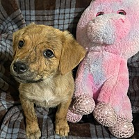 adopt-pet