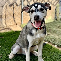 adopt-pet