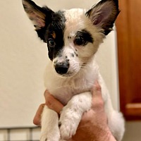 adopt-pet