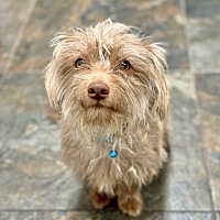 adopt-pet