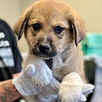 adopt-pet