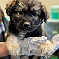 adopt-pet
