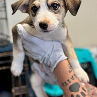 adopt-pet