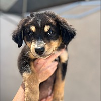 adopt-pet