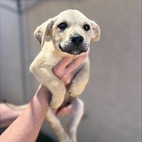 adopt-pet