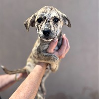 adopt-pet