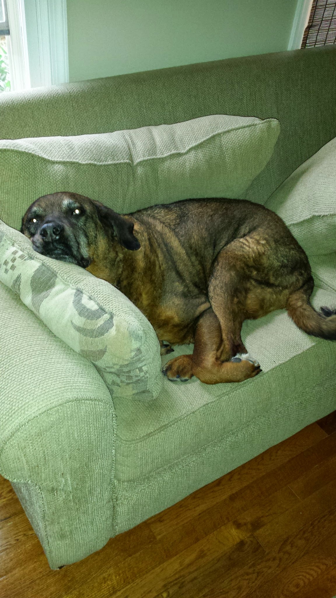 lenox the dog