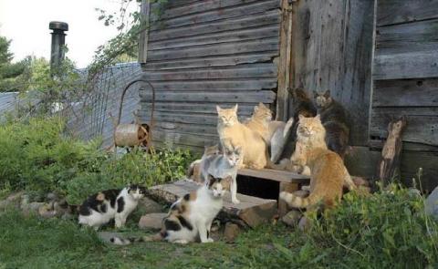 spay/neuter