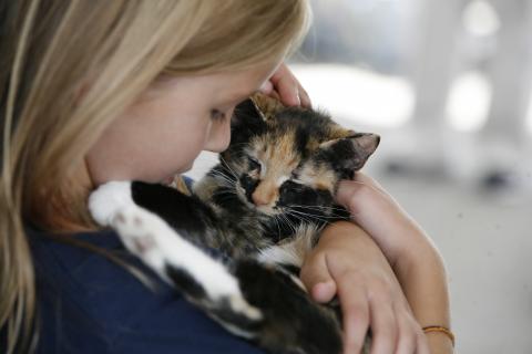 shelter cat