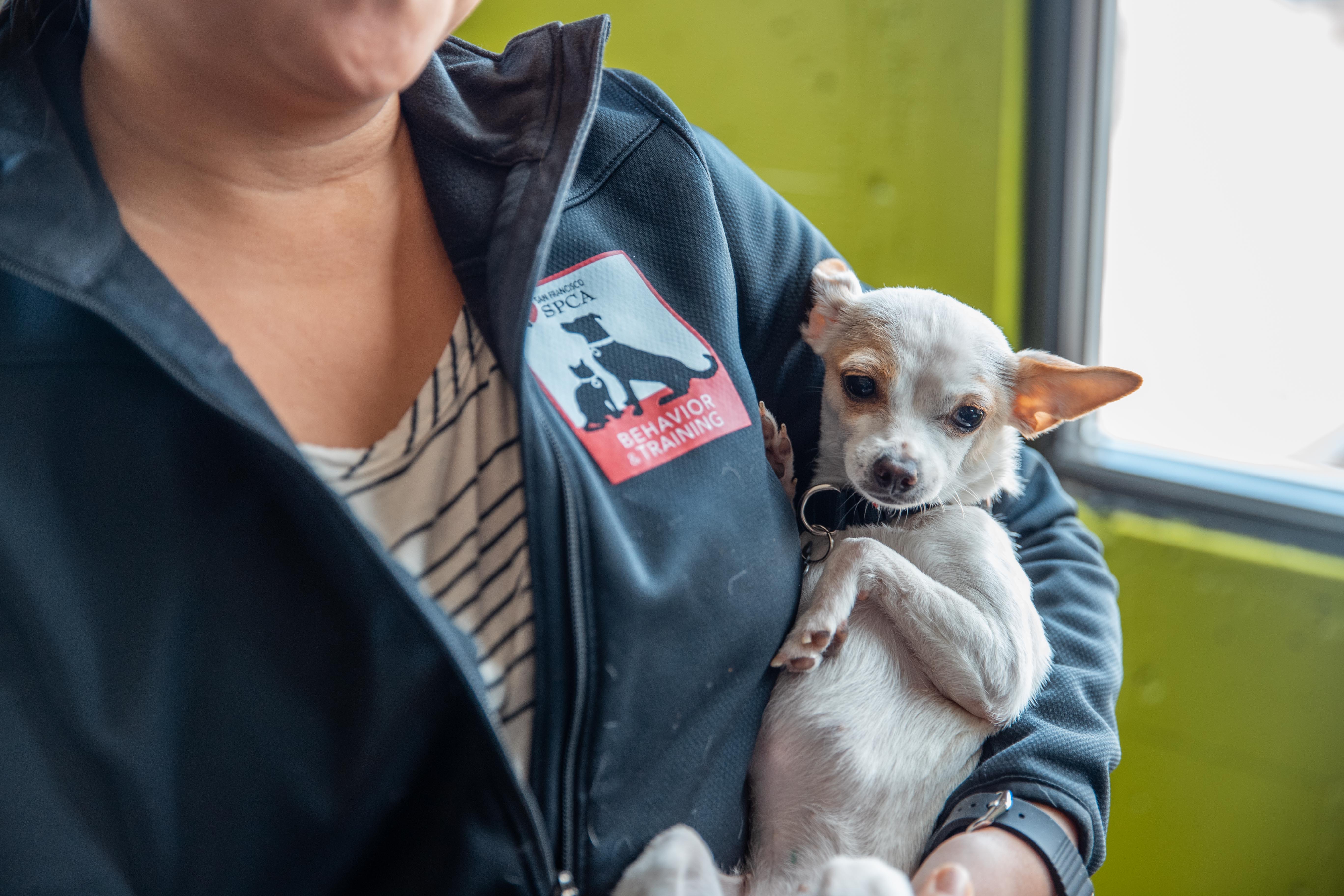 San Francisco SPCA