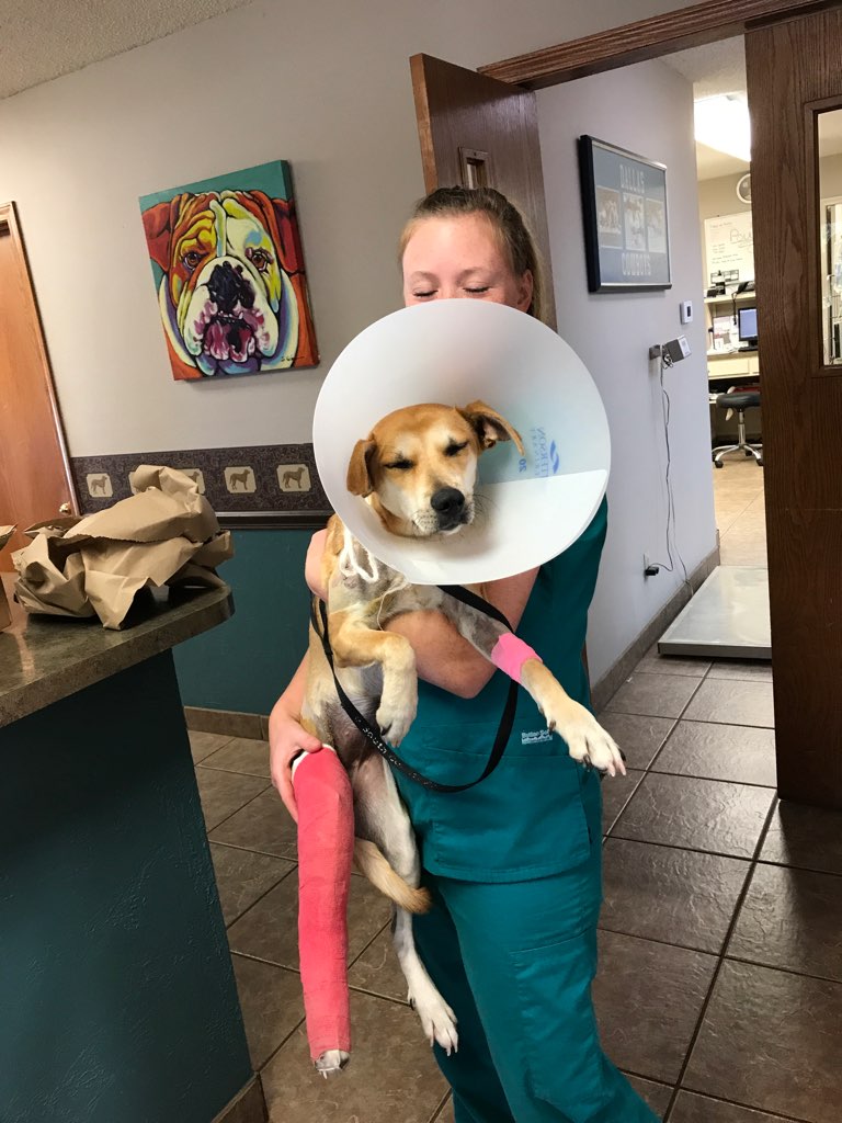 Arrow's Heart Animal Rescue