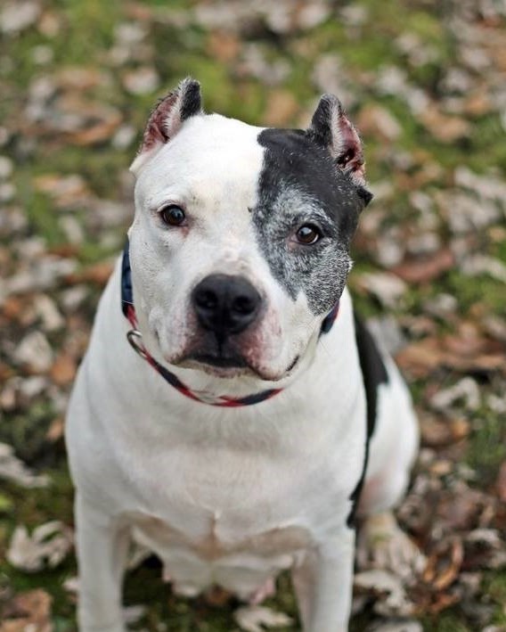 Humane Society of Wayne County