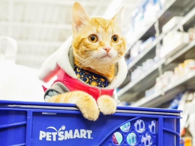 Cat in a PetSmart shopping cart
